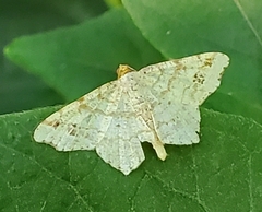 Macaria aemulataria