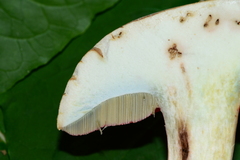 Caloboletus firmus