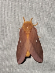 Anisota virginiensis