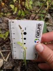 Botrychium ascendens