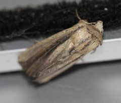 Leucania stenographa