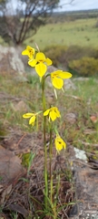 Diuris behrii