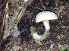 Caloboletus firmus