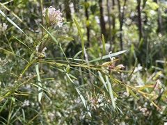Grevillea linearifolia
