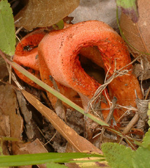Clathrus columnatus
