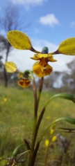 Diuris × palachila