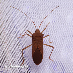 Paradasynus longirostris