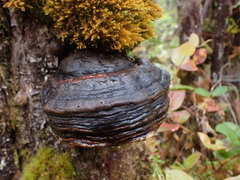 Ganoderma applanatum