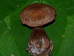 Cortinarius squamulosus