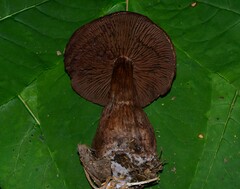 Cortinarius squamulosus