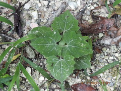 Mikania cordifolia