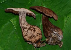 Cortinarius squamulosus