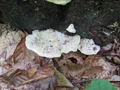 Tyromyces galactinus