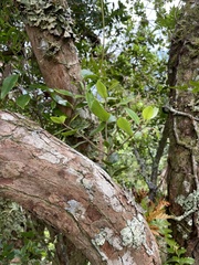 Metrosideros collina