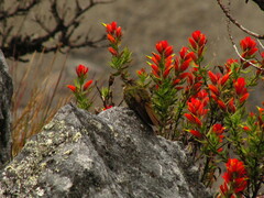 Chalcostigma heteropogon