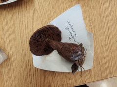 Cortinarius squamulosus