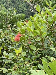 Metrosideros collina