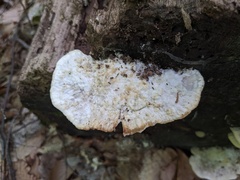 Tyromyces galactinus