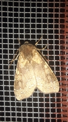 Noctuinae