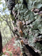 Monoleuca longifascia