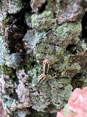 Monoleuca longifascia