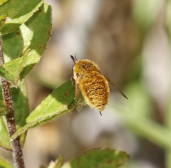 Sparnopolius confusus