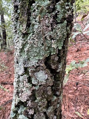 Monoleuca longifascia