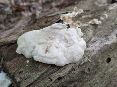 Tyromyces galactinus