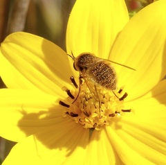 Sparnopolius confusus