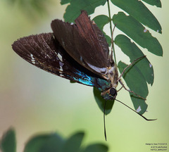 Astraptes fulgerator