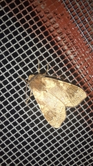 Noctuinae