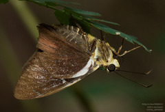 Astraptes fulgerator