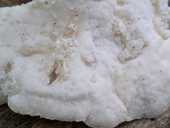 Tyromyces galactinus