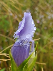 Gentianopsis