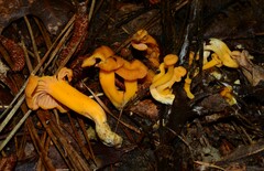 Craterellus ignicolor