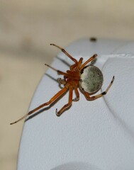 Araneus thaddeus