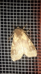 Noctuinae
