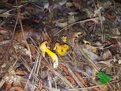 Craterellus ignicolor