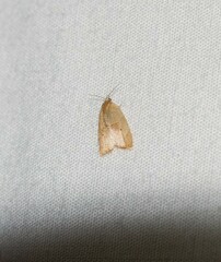 Coelostathma discopunctana