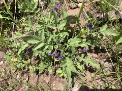 Solanum fendleri