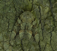 Catocala agrippina