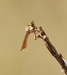 Holcocephala