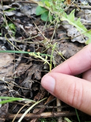 Botrychium ascendens