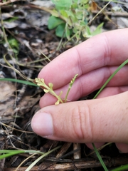 Botrychium ascendens