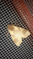Noctuinae