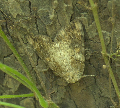 Nutmeg Underwing photo 3