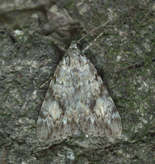 Catocala amica