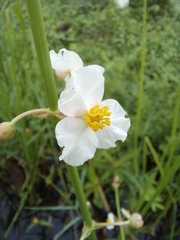 Sagittaria