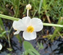 Sagittaria