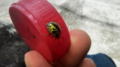 Calligrapha
